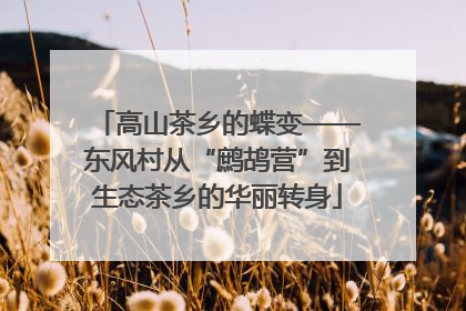 高山茶乡的蝶变——东风村从“鹧鸪营”到生态茶乡的华丽转身