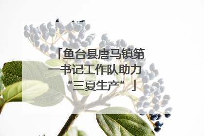鱼台县唐马镇第一书记工作队助力“三夏生产”