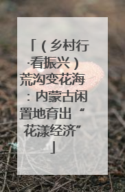 （乡村行·看振兴）荒沟变花海：内蒙古闲置地育出“花漾经济”