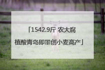 1542.9斤 农大腐植酸青岛即墨创小麦高产